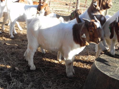 Public product photo - 
We supply 100% live Boer goat,Saanem goat,Red Kahalari Goats, Anglo-Nubian goats and other live cattles at good prices.
Goats ages are between 6 months to 5 years old, weight all wights are available.
Regularly vaccinated with best health condition.
All relavant certificates available.
Timely delivery
We can supply you with any quantity between 1 and 2000 heads
Shipping is done through Land, Sea & Air